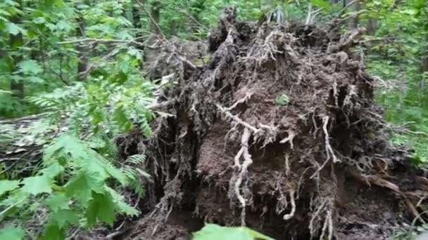 De wortel van de boom van de berk buiten na de storm. Horisontal panorama van de beweging met steadicam. — Stockvideo