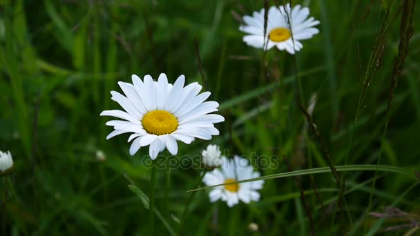 Wild daisies Growing on the field — Stock Video