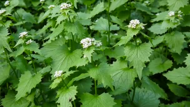 Чесночная горчица. Alliaria petiolata cruciferae in bloom. Видеозапись HD статической камеры . — стоковое видео