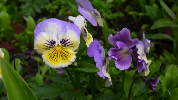 Blomsterrabatt med penséer av olika färg. Milda vinden rör sig genom fältet med violer blommor. Videokamera Hd skytte statisk kamera. — Stockvideo