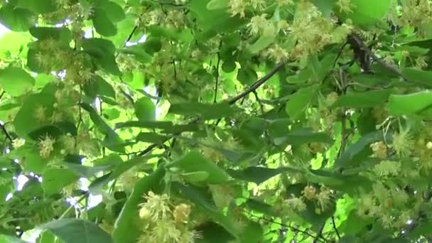 Linden verlaat en bloemen met wind waait close-up. Tilia. — Stockvideo