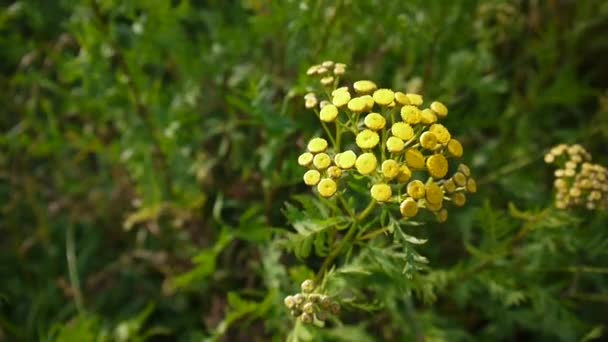 風 Hd 映像 - タンジー多年生草本の顕花植物のエゾヨモギギク オカダンゴムシ黄色の花低木の苦いゴールデン ボタン。静的なカメラ — ストック動画