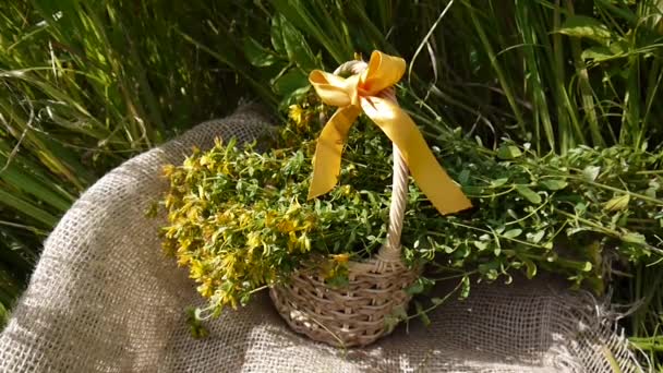 Mand met het verzamelde gras St. Johns wort in het veld op de jute. Oogsten van medicinale planten in de zomer. Statische camera. — Stockvideo