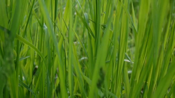 Verde hierba macro hermoso fondo verano. Imágenes de vídeo de alta definición 1920x1080 cámara estática . — Vídeos de Stock