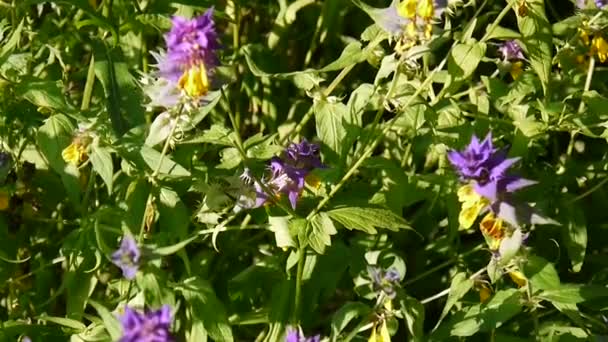 Kır çiçekleri ahşap inek. Melampyrum nemorosum yakın çekim yaz çayır — Stok video