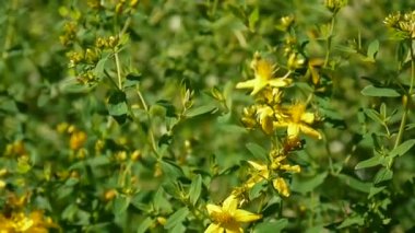 St Johns wort, tıbbi bitki çiçek alanında.