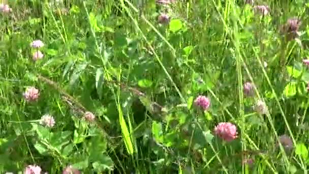 Herbe de prairie fermer panorama au ralenti en utilisant steadicam. Le mouvement de la caméra . — Video