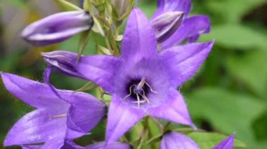 Güzel doğa sahne flowerbed üzerinde çiçek açan campanulas çiçekli. Video görüntüleri statik kamera.