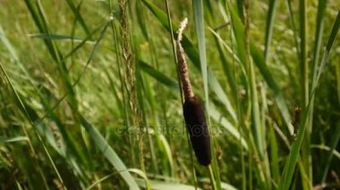 Typha latifolia, ortak Bulrush, geniş yapraklı kuyrugu Hd video görüntüleri