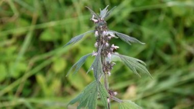 Leonurus cardiaca, motherwort, tıbbi bitki alanında. Atmak-otu, aslanlar kulak, aslan kuyruğu. Video Hd statik kamera çekim.