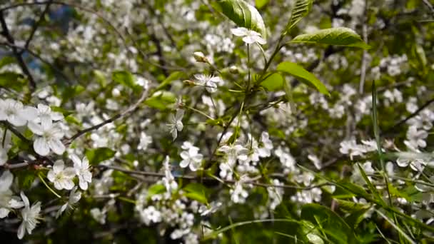 Flor árbol cielo cerezo ramas que florecen en el viento — Vídeos de Stock