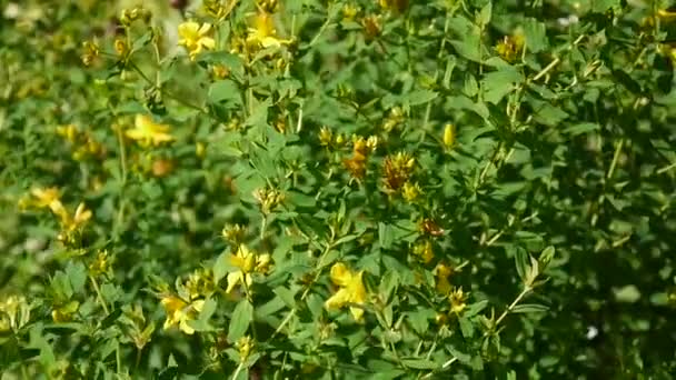 St. Johns wort, medicinal plant with flower in the field. — Stock Video