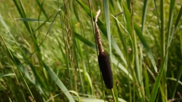 Lisdoddefamilie latifolia, gemeenschappelijke lisdodde, breedbladige lisdodde Hd video-opnames — Stockvideo