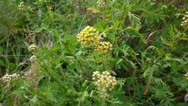 Bittra gyllene knapparna på Tanacetum vulgare gul blomma buske med vinden Hd footage - renfana perenna örtartade blommande växt. Statisk kamera — Stockvideo