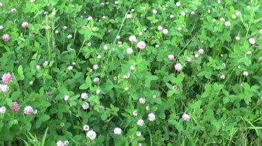 Çayır çimen panorama Steadicam kullanarak. Video görüntüleri hareket kamera. Yaklaşım ile dikey Panoraması.