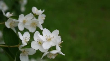 Turuncu rüzgarda çiçeklenme yakın çekim alay. video çekim sabit kamera. Philadelphus.