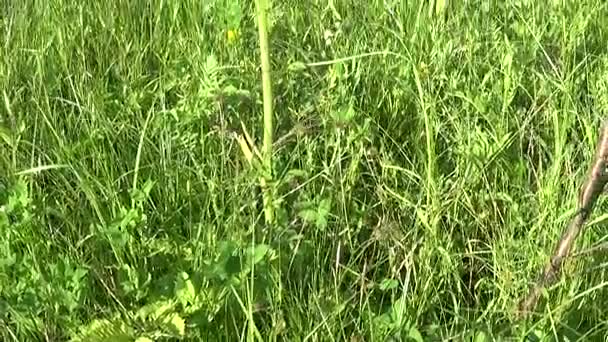 Heracleum in bloom on the field closeup video footage motion camera from the grass to the plant. — Stock Video