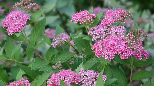 Bush of the blossoming spirea Japanese in the wind. Video footage. — Stock Video