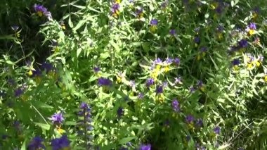 Kır çiçekleri ahşap inek. Yaz çayır Melampyrum nemorosum