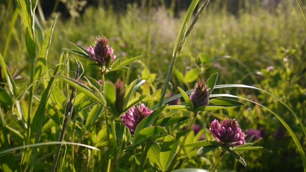 Clover blomma i ett fält i sommar. Trifolium medium. — Stockvideo