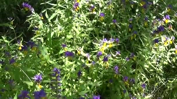 野生花卉木牛。在夏天草地上的 Melampyrum nemorosum — 图库视频影像