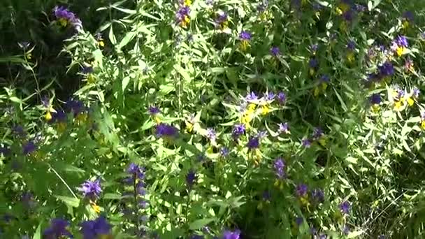 Fleurs sauvages vache en bois. Melampyrum nemorosum dans la prairie d'été — Video