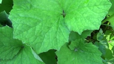Coltsfoot Panoraması yapraklar. Hareket kamera şifalı bitki Hd video görüntüleri.