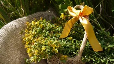 St Johns wort çuval bezi alanında toplanan çimen sepetle. Şifalı bitkiler yaz aylarında hasat. Statik kamera.