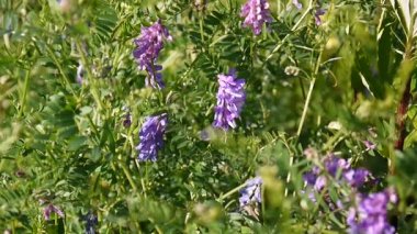 Burçak çiçek alanını kapat.