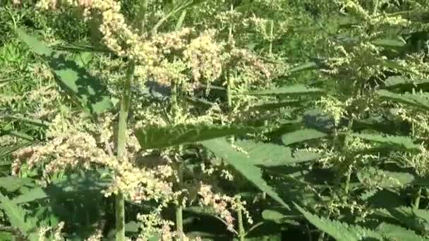 Blooming nettle in summer wind breeze. Panorama, motion camera. — Stock Video