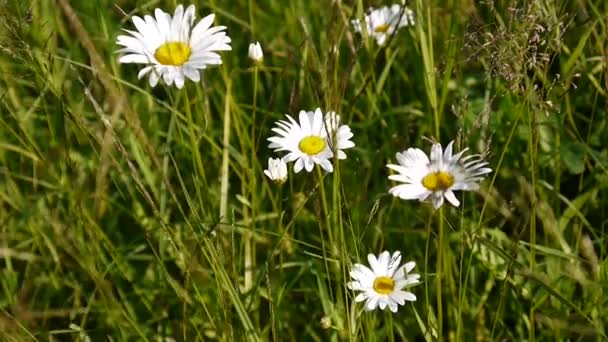 Margherite selvatiche Crescono sul campo — Video Stock