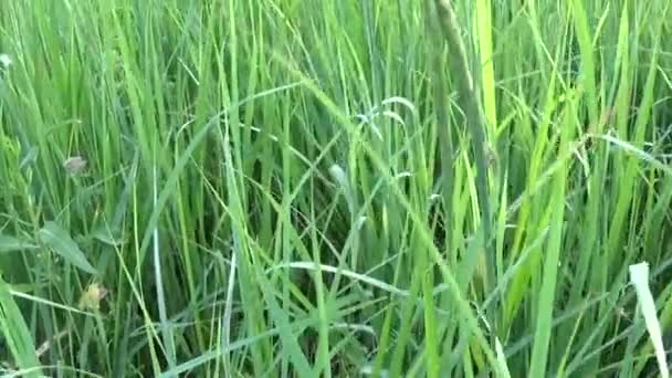 Herbe verte en été mouvement de champ caméra de mouvement fermeture de séquences — Video