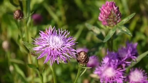 초원 knapweed입니다. 여름 필드에서 Centaurea jacea 꽃 — 비디오