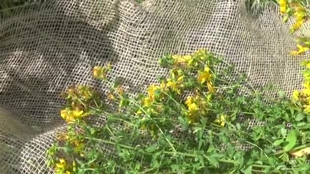 St. Johns wort gras verzameld in het veld op de jute. Oogsten van medicinale planten in de zomer. Panorama beweging camera met steadicam. — Stockvideo