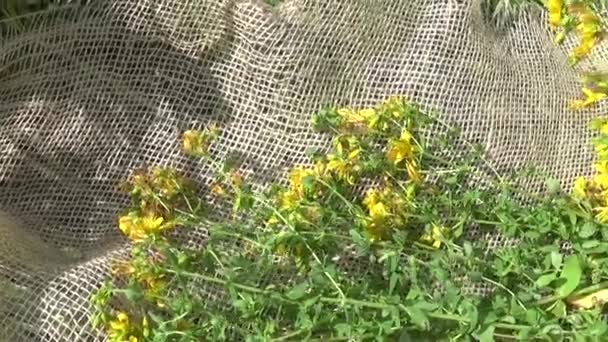 Millepertuis ramassé dans le champ sur la toile de jute. Récolte de plantes médicinales en été. Caméra de mouvement panoramique avec steadicam . — Video