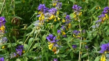 Kır çiçekleri ahşap inek. Melampyrum nemorosum yakın çekim yaz çayır