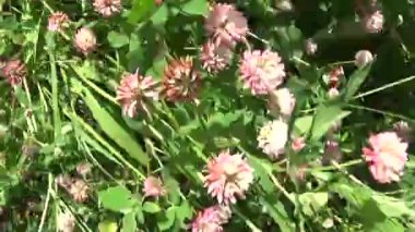 Çayır çimen panorama steadicam kullanarak yavaş kapatın. Kamera hareketi. Pembe yonca.