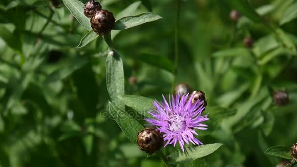 Сорняки Медоу. Цветок ящерицы Centaurea на летнем поле — стоковое видео