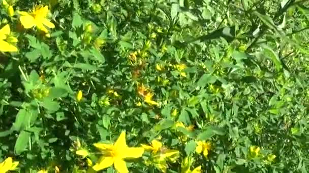 St Johns wort, tıbbi bitki çiçek alanında. — Stok video