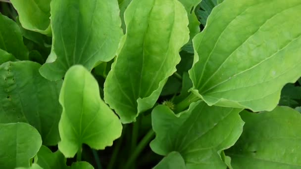 Green greater plantain in a meadow with grass. Greater plantain or plantago major is used as a medical herb. Video footage HD shooting of static camera. — Stock Video