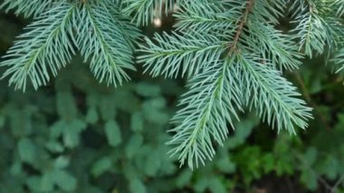 Genç hafif rüzgar esintiyle hareketli köknar ağacı dalı yeşil. Portre.