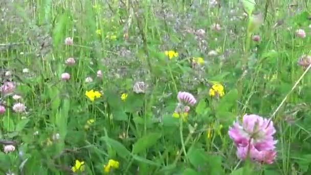 Ängen gräs nära upp horisontella panorama slowmotion använda steadicam. Kamerarörelser. — Stockvideo