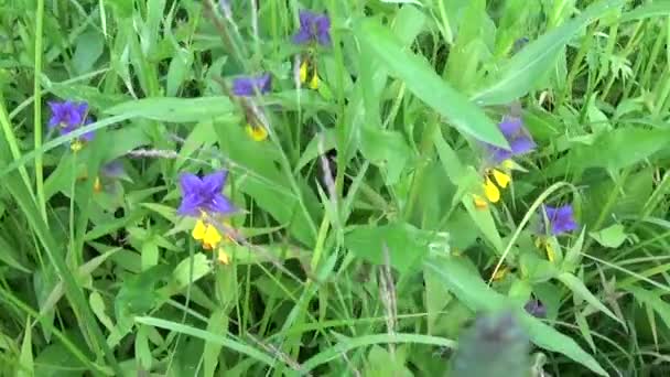 Flores selvagens vaca de madeira. Melampyrum nemorosum no prado de verão — Vídeo de Stock