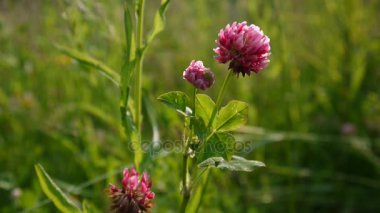 Yaz aylarında bir alanda yonca çiçeği. Yonca orta.
