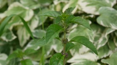 Bahçede çiçek açan nane. Mentha piperita. HD video görüntüleri.