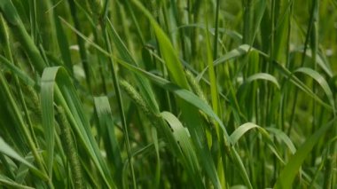 Yeşil çim güzel arka plan yaz kapatın. HD video görüntüleri 1920 x 1080 statik kamera.