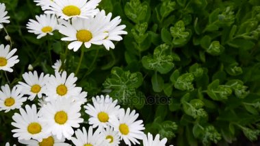 Papatyalar Flowerbed üzerinde büyüyen. Çiçek rüzgar statik kamera video görüntüleri. Doğal arka plan.