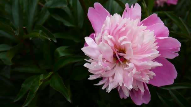 一个粉红色的牡丹花紧靠风的花坛议案。高清视频素材静态相机. — 图库视频影像