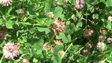 Çayır çimen panorama steadicam kullanarak yavaş kapatın. Kamera hareketi. Pembe yonca.