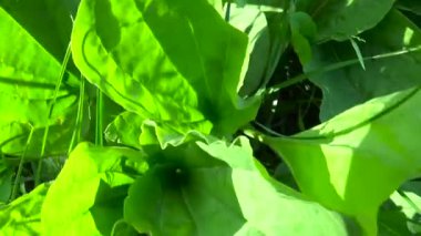 Dar büyük yeşil yabani bitki, muz, tıbbi bitki. Steadicam ile çekim Hd video görüntüleri. Ağır çekim panorama canlı yakın kadar yapraklar..